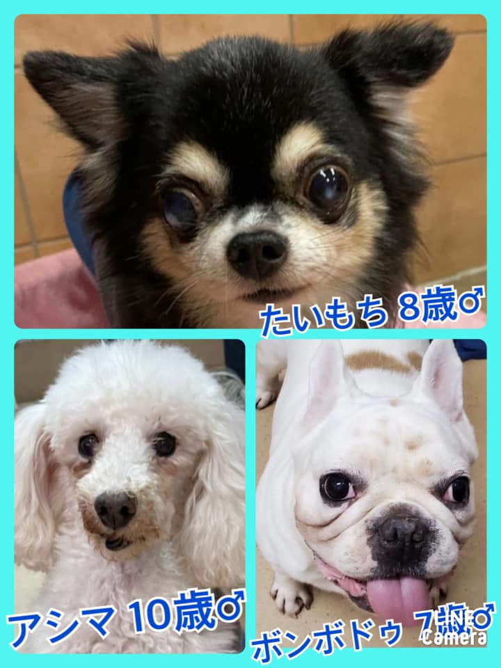 🐾今日の里親様募集中ワンコ🐶メンバーです🐾2021,11,4